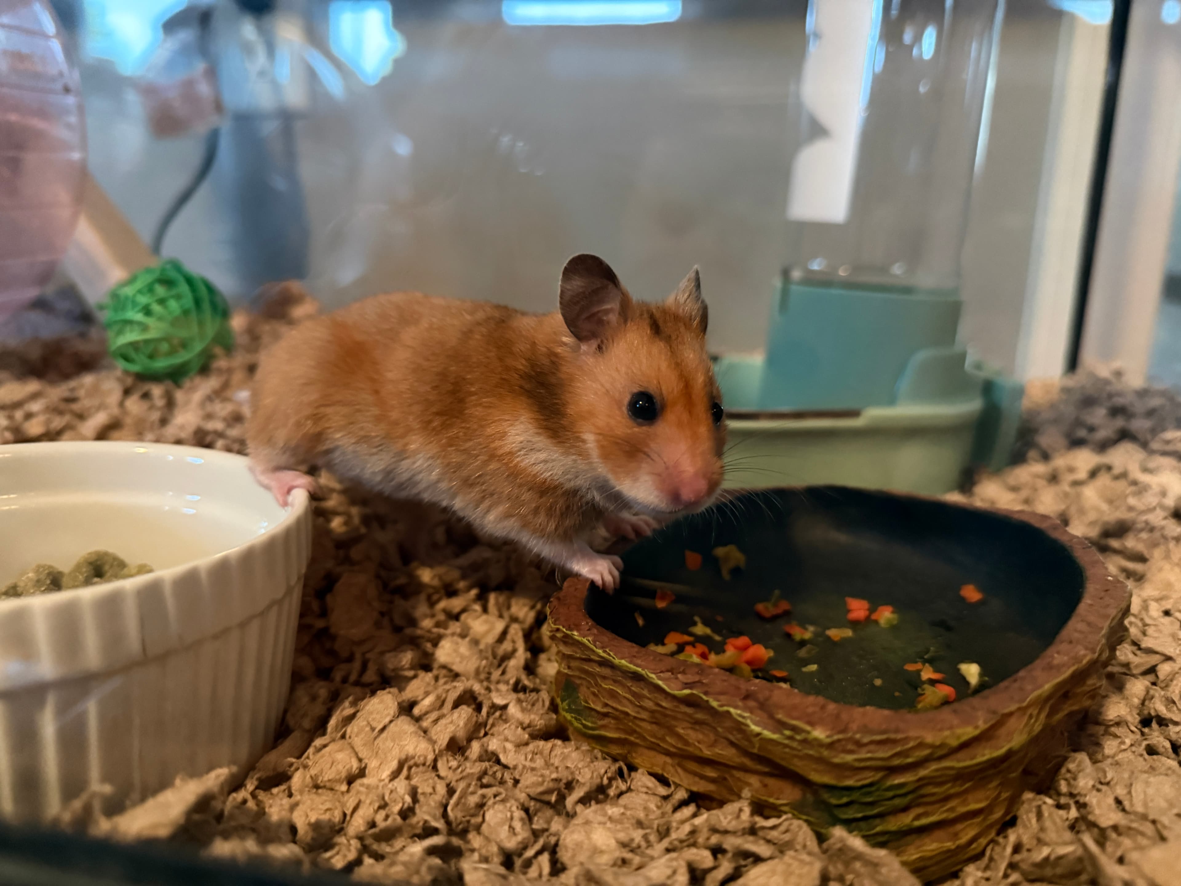 Jinx Is Settling In