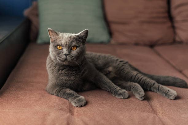 British Shorthair