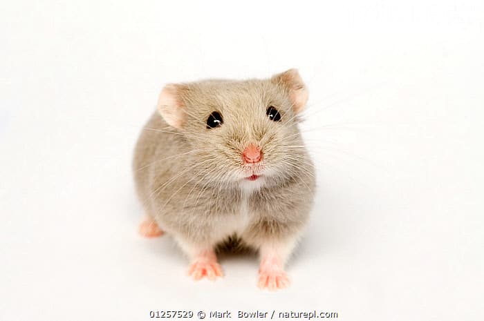 Dwarf Campbell Russian