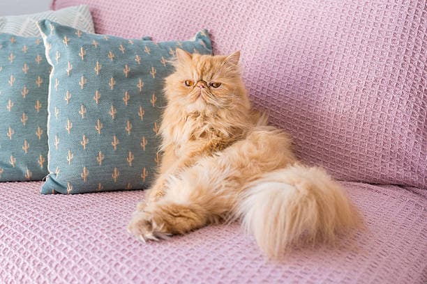 Persian