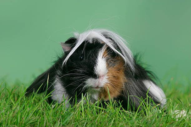 Peruvian