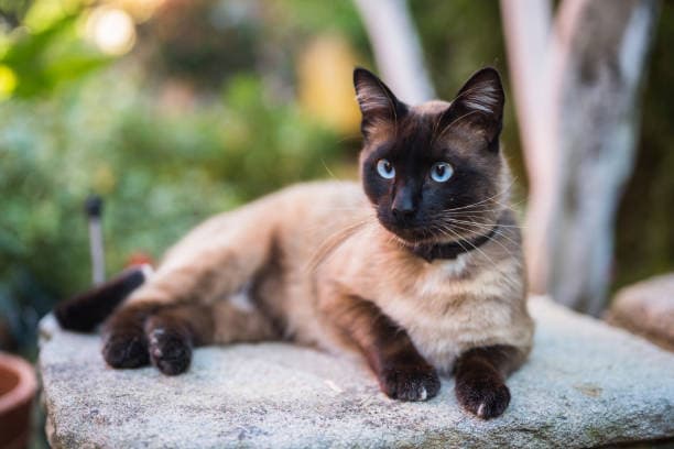 Siamese