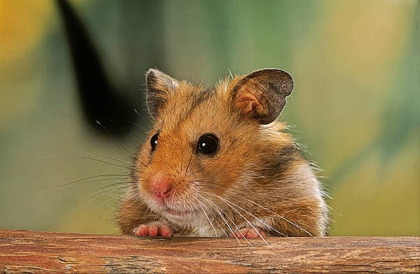 Syrian Hamster